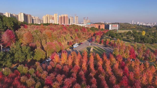 武汉枫叶已上新!文华学院近万棵枫树变红了,学校每天安排四班志愿者引导游客