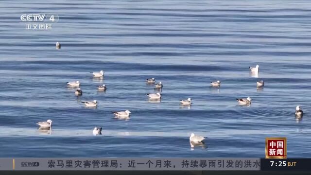 青海德令哈:高原湖泊变身候鸟“乐园”