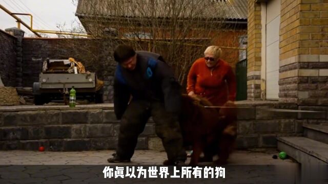 世界10大“忠犬”排名,中华田园犬强势入榜,藏獒真的够忠诚吗?