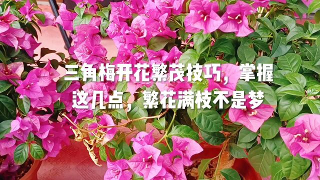 三角梅开花繁茂技巧,掌握这几点,繁花满枝不是梦