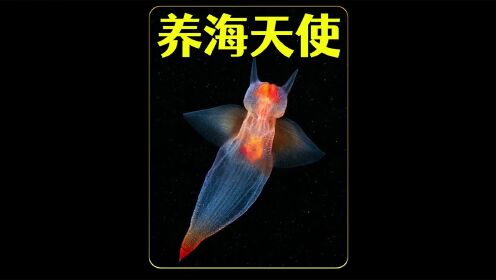 沉浸式养海天使,生活在极地的海天使竟然是恶魔,太好玩太有趣了#奇妙的动物#海天使#水族#海洋生物#萌宠_高清1080P在线观看平台_腾讯视频}