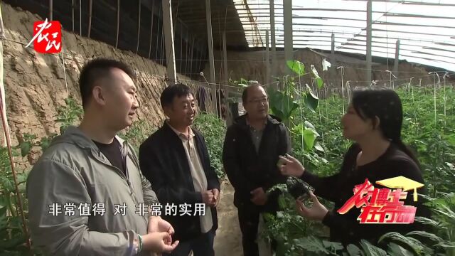 科技助农  我家番茄棚 一个白粉虱都没有经验小结