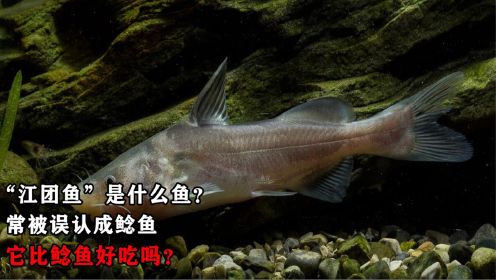 “江团鱼”是什么鱼？常被误认成鲶鱼，它比鲶鱼好吃吗？