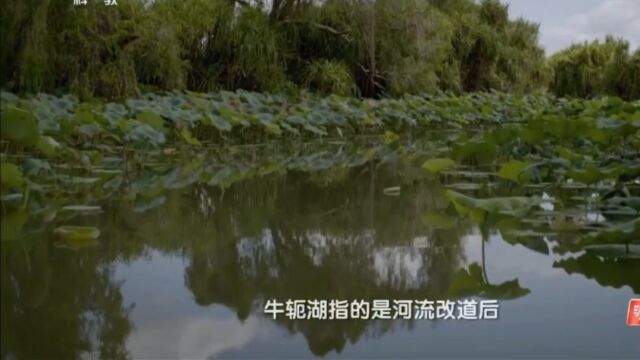 湾鳄身长六米,体重超过一千千克,战斗力不容小觑