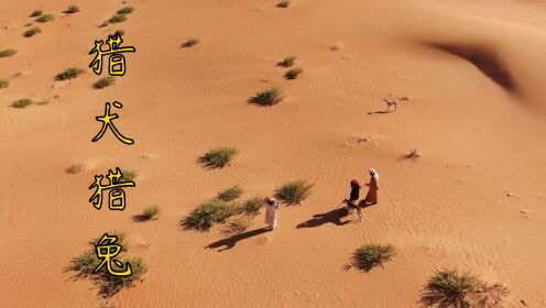 沙漠中中东土豪使用猎犬追捕野兔，现实版的激情与速度