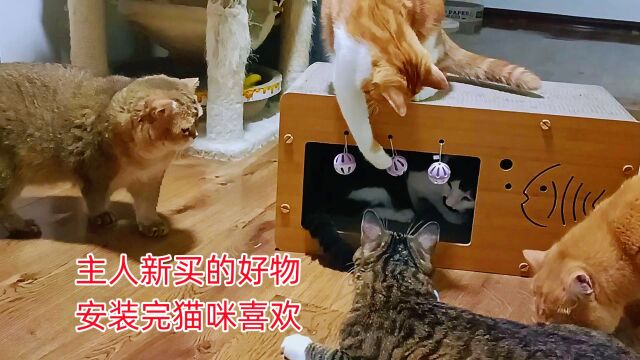 花二十块买个猫用品,安装后胖猫们都很喜欢,主人高兴,钱没白花