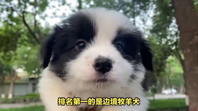 狗狗智商排行前5