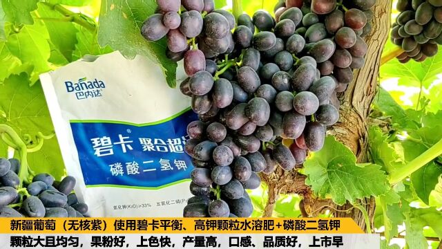 进口水溶肥厂家新疆葡萄(无核紫)使用碧卡平衡、高钾颗粒水溶肥+磷酸二氢钾,果粒大且均匀,果粉好,产量高,口感、品质好