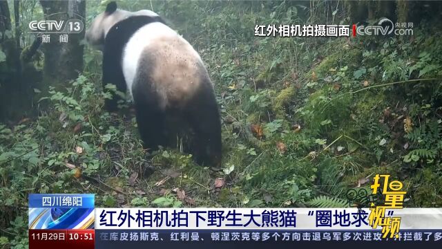 陕西西安:浐灞国家湿地公园迎来大批越冬候鸟