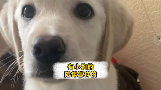 今日话题 有小狗的陪伴是怎样的