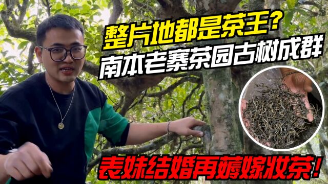 整片地都是茶王?南本老寨茶园古树成群,表妹结婚再薅嫁妆茶!