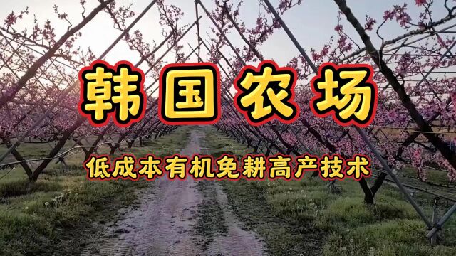 韩国有机农场低成本免耕技术,采用Y型种植,大幅度提高产量