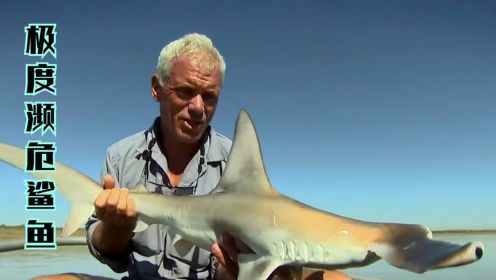 河中巨怪：杰叔再度前往菲茨罗伊河，寻找传说中的极度濒危鲨鱼！