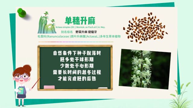 长白山植物千“种”风情单穗升麻