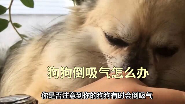 狗狗倒吸气,是紧张还是健康问题?