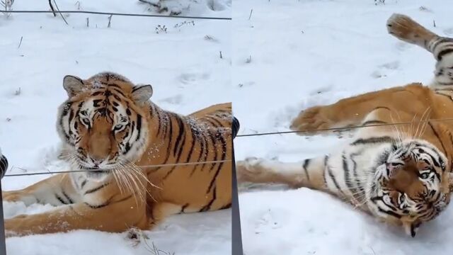 起猛了!东北虎张口就是一句嘎哈呀