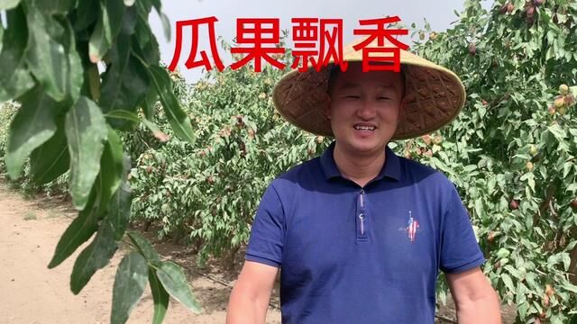 九月份是瓜果飘香的季节 ,这个时间来和田太有口福了