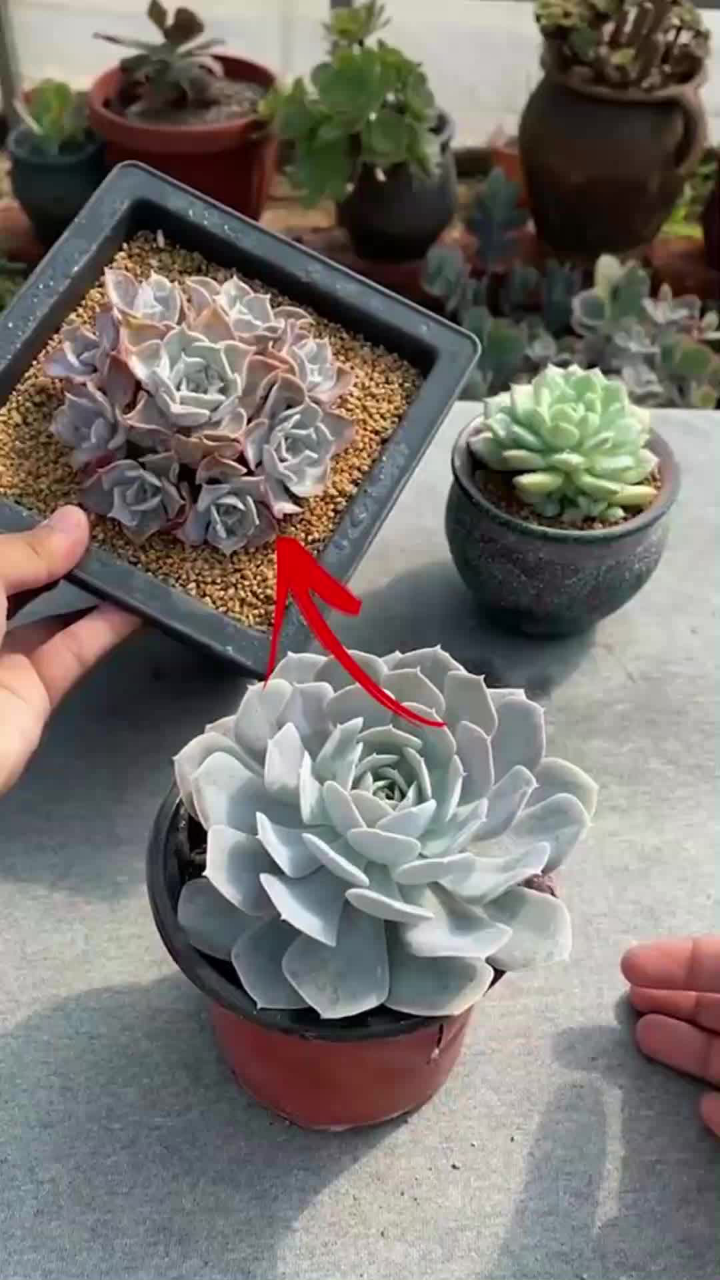 多肉摘心小技巧,一周爆出五个头!