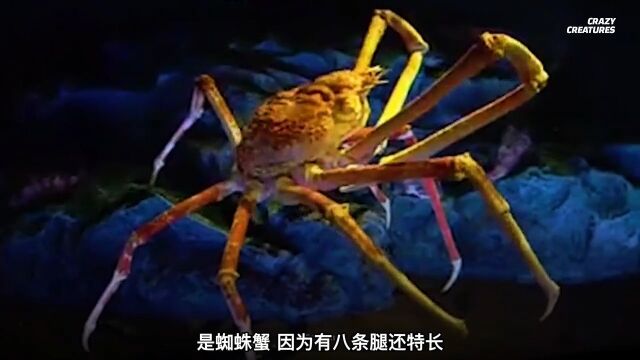 海里最大的十种巨型生物一 海洋生物