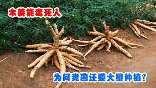 木薯能毒死人,为什么我国还要大量种植?木薯还能吃吗?