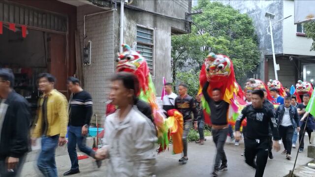 径口镇周垌村塘肚田祖公陞座,188条角狮10公里长队伍穿越周垌街