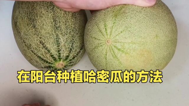 在家里阳台种植哈密瓜的方法来了!