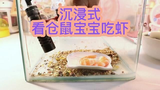 金丝熊宝宝吃虾 #金丝熊吃东西 #asmr助眠视频