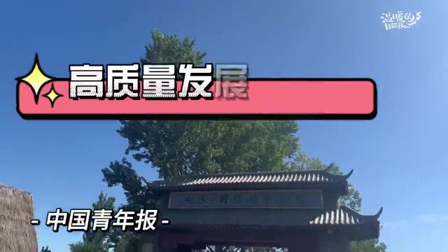 熔岩石板地里种出“响当当”的响水大米