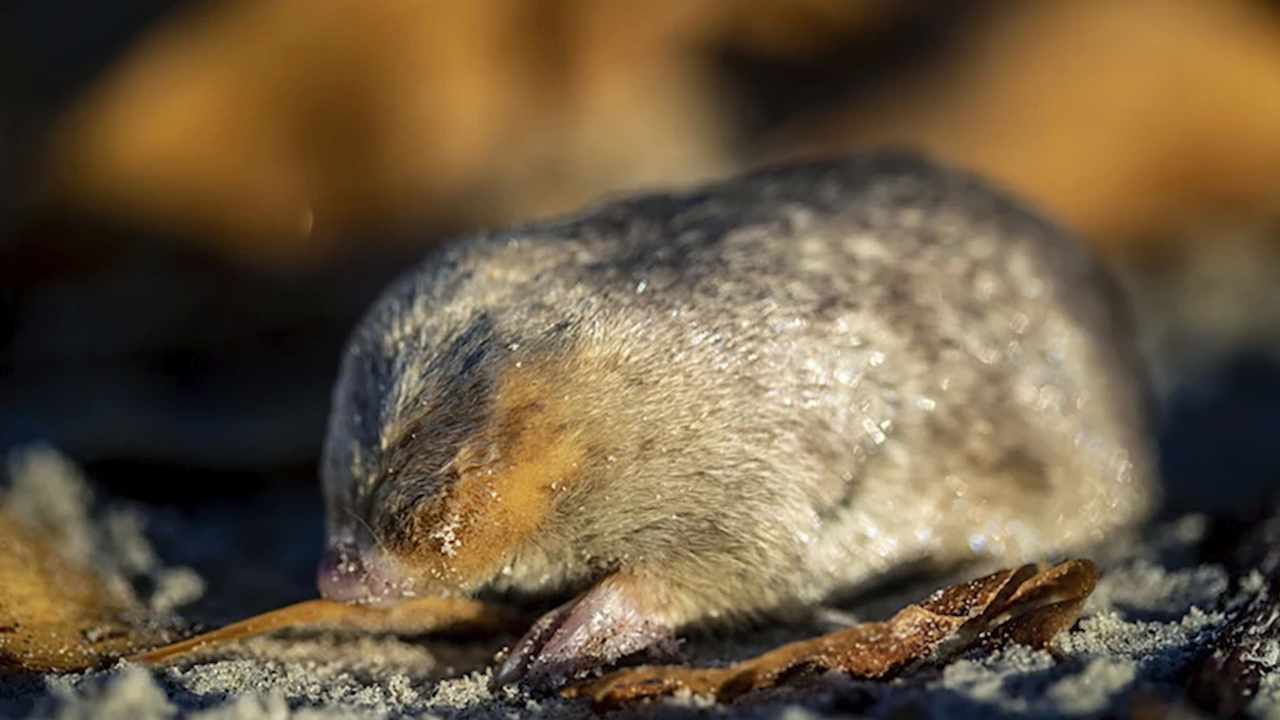 1936年后首次发现消失80余年的德温顿金鼹鼠重返人类视野