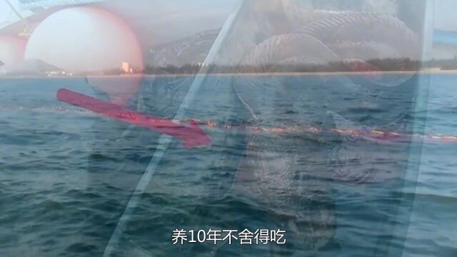 渔民捕获一条“龙鱼”,养10年不舍得吃,生物学家看到后不淡定了