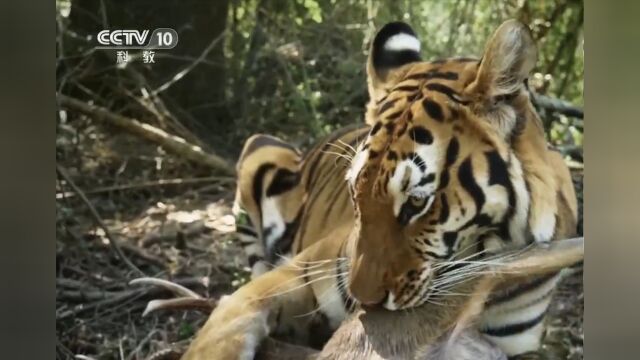 老虎精彩捕猎现场,速度与力量完美结合,不得不说真凶猛