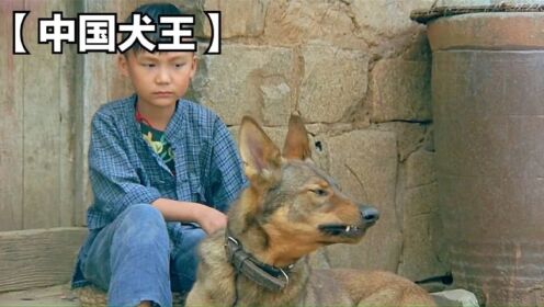 这才是真正的中国军犬，用生命来捍卫自己的国家！
