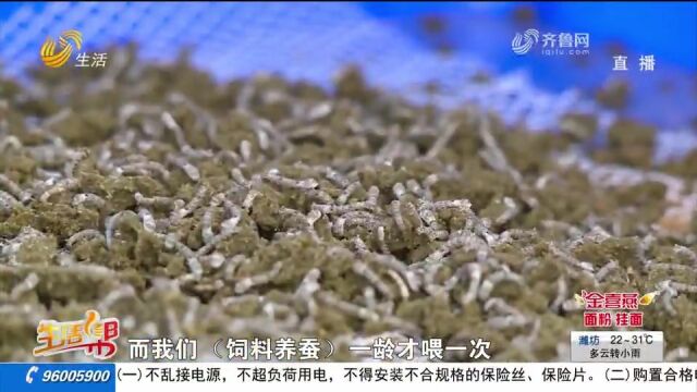 科技助力!莒县创新养蚕新模式,不喂桑叶喂饲料,省时省力效益高