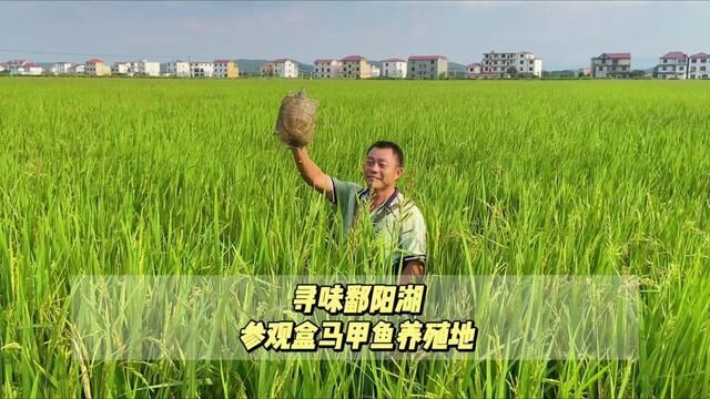 寻味鄱阳湖,跟着盒马来到他们甲鱼的养殖基地.9.16号盒马江旅店,中悦店双店同开,甲鱼上线售卖~ #寻找老南昌味