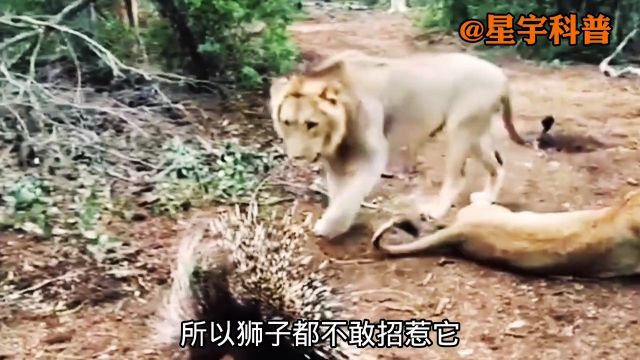 豪猪刺有多可怕!千万别招惹它