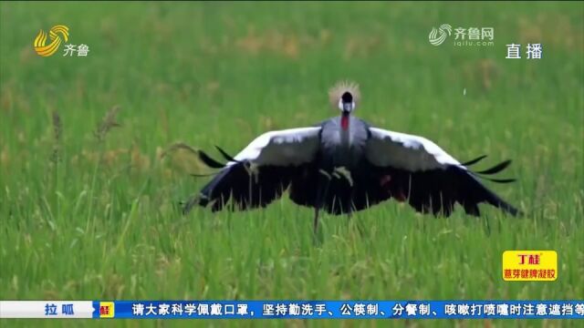 罕见!济南出现一只非洲大鸟,摄影爱好者闻讯而来:累并快乐着