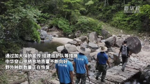 广东惠东:世界极危物种中华穿山甲频频“亮相”