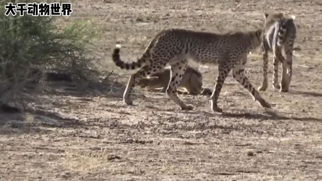 猎豹拿捏胡狼动物世界野生动物零距离猎豹