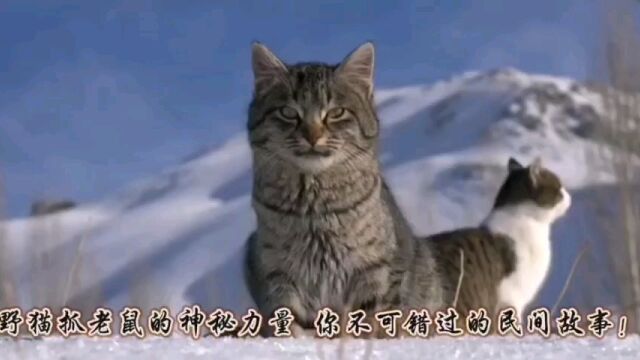 《民间故事野猫抓老鼠的视频》