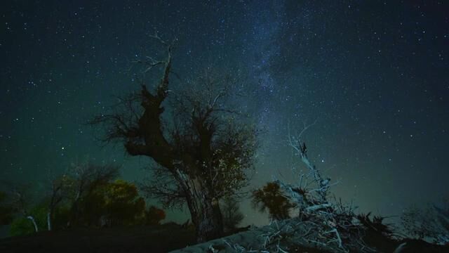 浩瀚星空下的胡杨#星空延时摄影 #龙杰影像 #胡杨星空 #我把新疆拍给你看 #流星划破天际你会在哪里