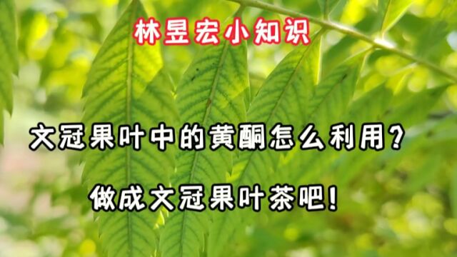 文冠果叶中的黄酮怎么利用?做成文冠果叶茶吧!