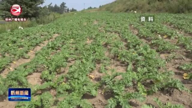 《新时代 新征程 新伟业》之冲刺四季度 奋战关键年——来自基层一线的报道:神池:芥菜种植深加工 酱菜腌出“大文章”