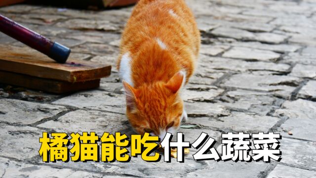 橘猫可以吃的蔬菜,这几种对它身体好