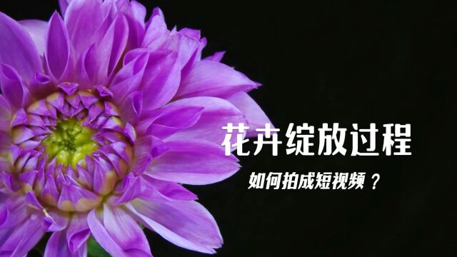 精心养殖的花卉开了,绽放过程如何拍成短视频?