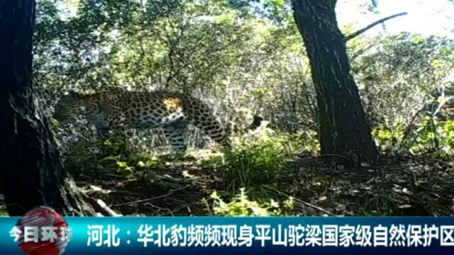 河北:华北豹频频现身平山驼梁国家级自然保护区