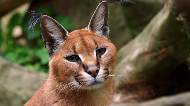 萝莉外表猛汉心,狞猫!一只长相狰狞的猫