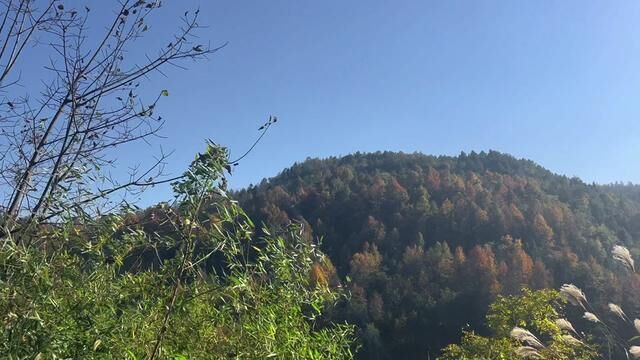 漂亮的林子~#山青水秀好风光游山逛水看风景 #最治愈的便是世间的山水 #这才是真正的游山玩水 #大山深处自然美山清水秀好风光