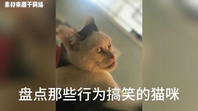 盘点那些行为搞笑的猫咪