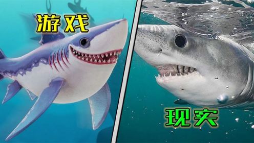 《饥饿鲨：世界》物种科普解析：鲨鱼篇1