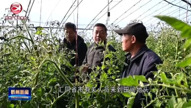 《积极防范低温雨雪冰冻灾害》专栏报道:农技专家下田支招 应对降雪寒潮对设施农业不利影响